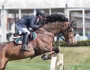 Bologni A Amerigo TosTour2013- S5 2549 : Amerigo, Arezzo, Arezzo Equestrian Centre, Bologni Arnaldo, Toscana Tour 2013, foto di Stefano Secchi ©